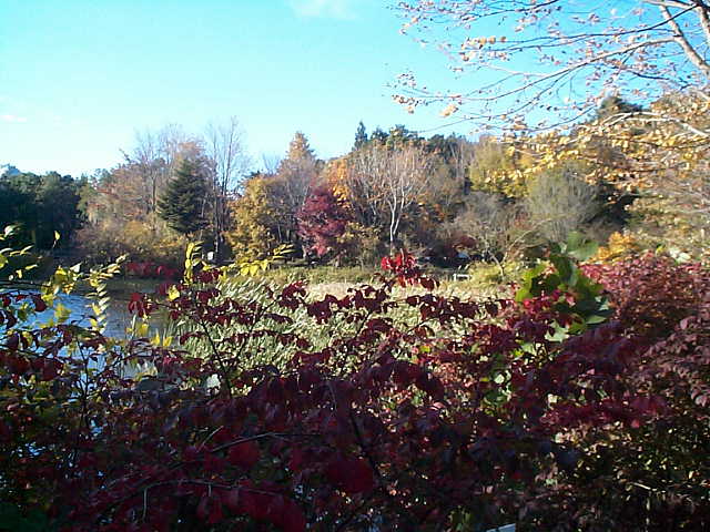 Autum Leaves